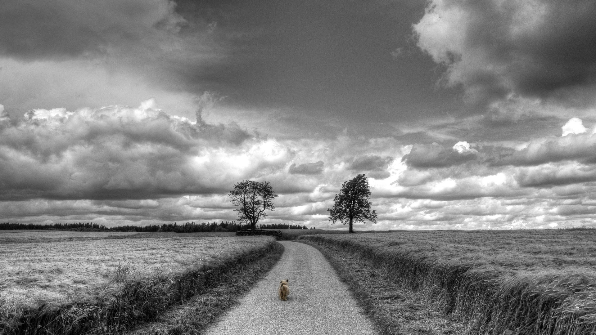 20111221231121_the%20dog%20and%20the%20loneliness.jpg